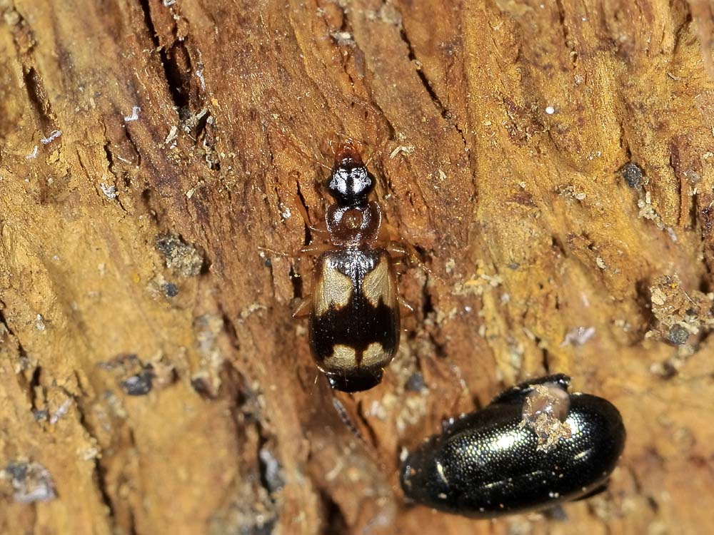 Philorhizus quadrisignatus (Carabidae)